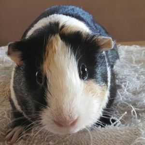 Meet your Posher, Ralph